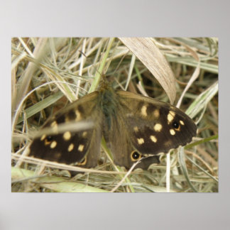 Papillon Tacheté Bois Impression
