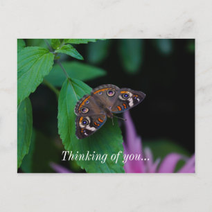 Papillon tacheté Penser De Vous Carte Postale