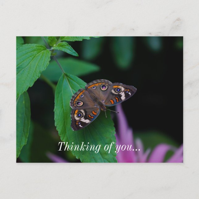 Papillon tacheté Penser De Vous Carte Postale (Devant)