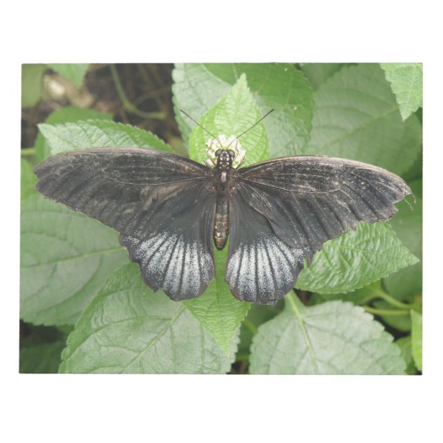 Papillon Tropical et Bloc-notes Fleurs (Devant)