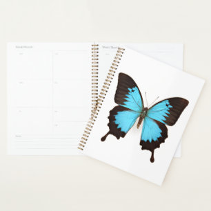 Papillon Ulysse