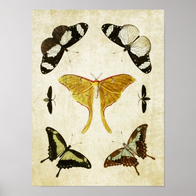 Papillon vintage Impression 002 (Devant)