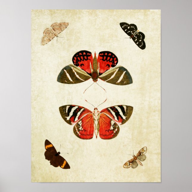 Papillon vintage Impression 018 (Devant)