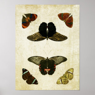 Papillon vintage Impression 049
