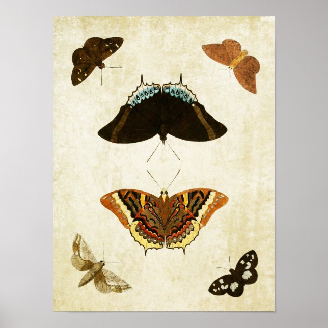 Papillon vintage Impression 074 (Devant)