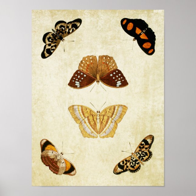 Papillon vintage Impression 081 (Devant)