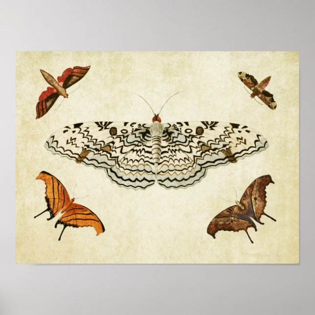 Papillon vintage Impression 087 (Devant)