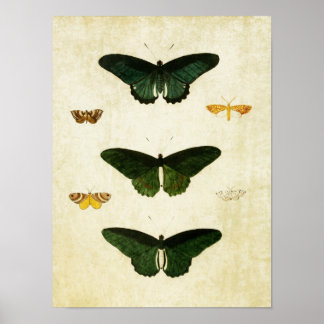 Papillon vintage Impression 113