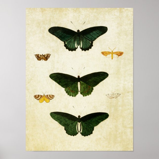 Papillon vintage Impression 113 (Devant)