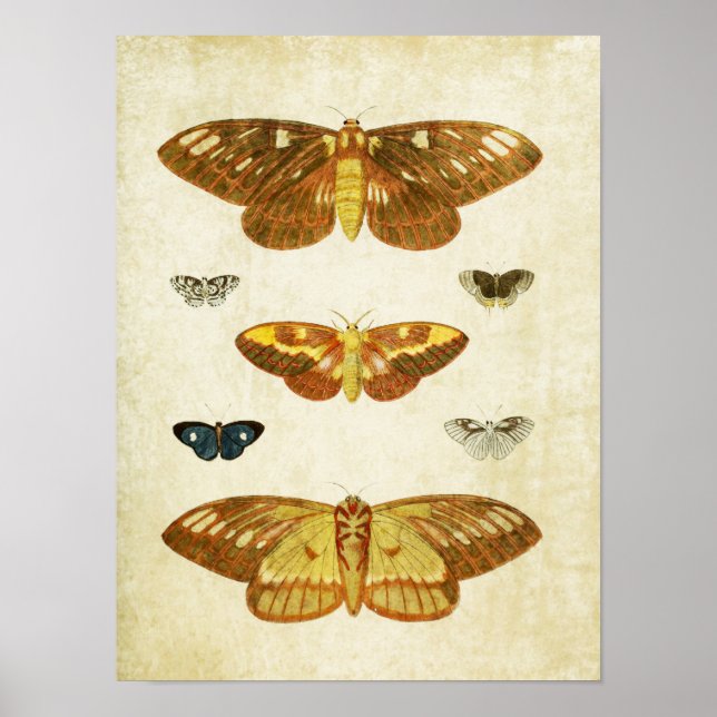 Papillon vintage Impression 117 (Devant)
