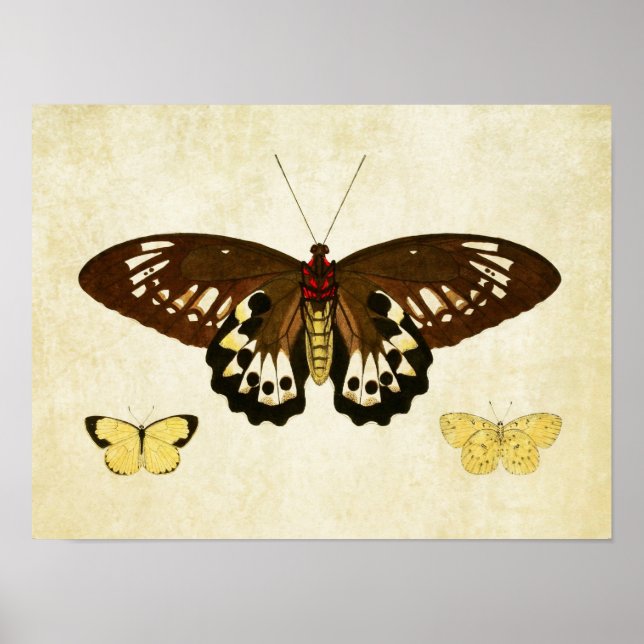 Papillon vintage Impression 124 (Devant)