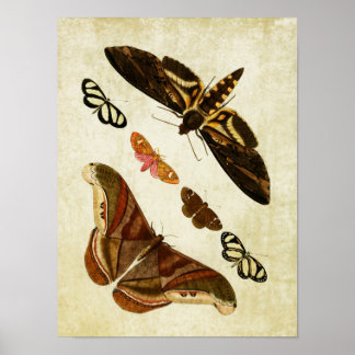 Papillon vintage Impression 126