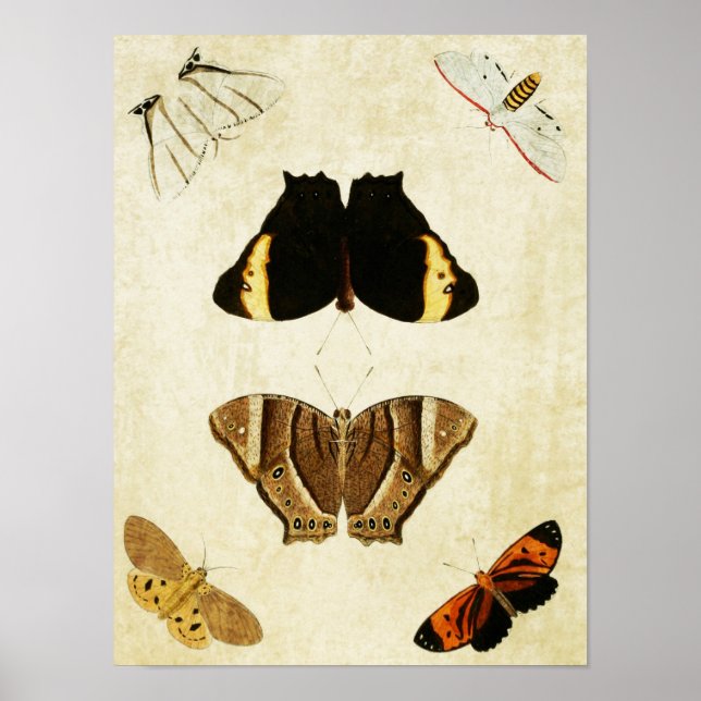Papillon vintage Impression 133 (Devant)