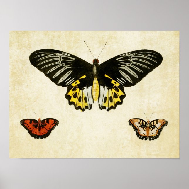 Papillon vintage Impression 135 (Devant)