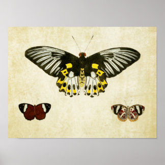 Papillon vintage Impression 136