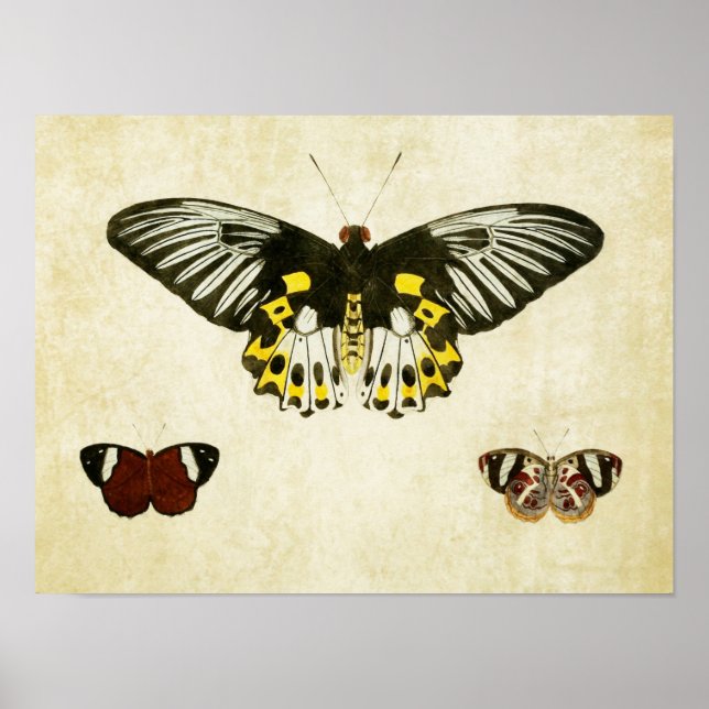 Papillon vintage Impression 136 (Devant)