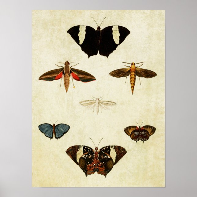 Papillon vintage Impression 137 (Devant)