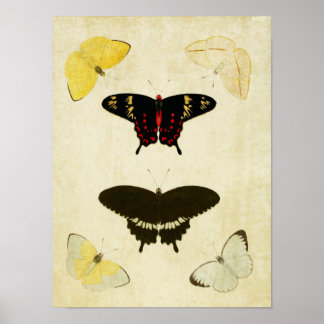 Papillon vintage Impression 141