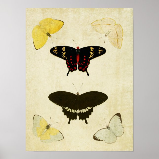 Papillon vintage Impression 141 (Devant)