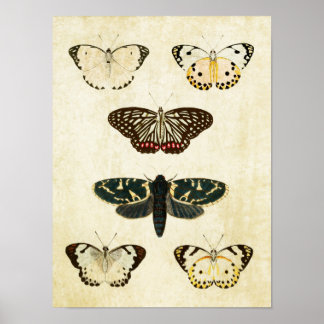 Papillon vintage Impression 154