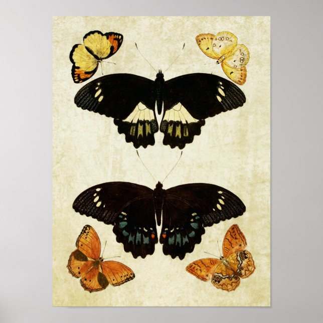 Papillon vintage Impression 157 (Devant)