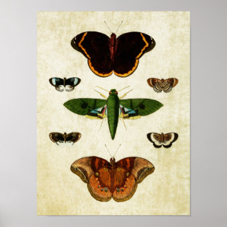 Papillon vintage Impression 184