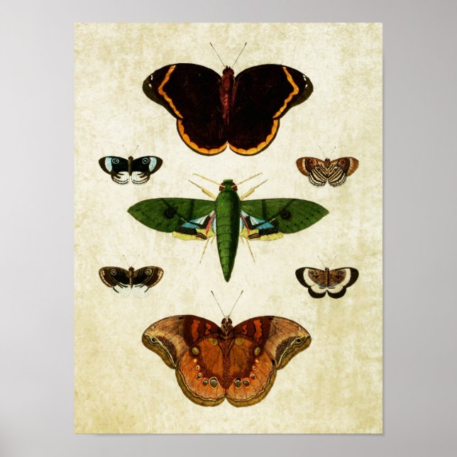 Papillon vintage Impression 184 (Devant)