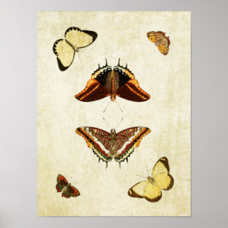 Papillon vintage Impression 186