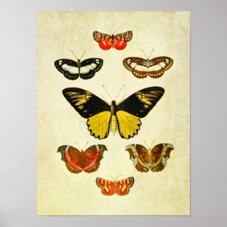 Papillon vintage Impression 219