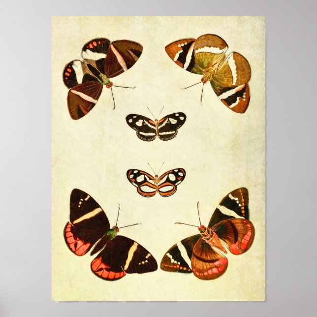 Papillon vintage Impression 223 (Devant)