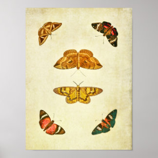 Papillon vintage Impression 227