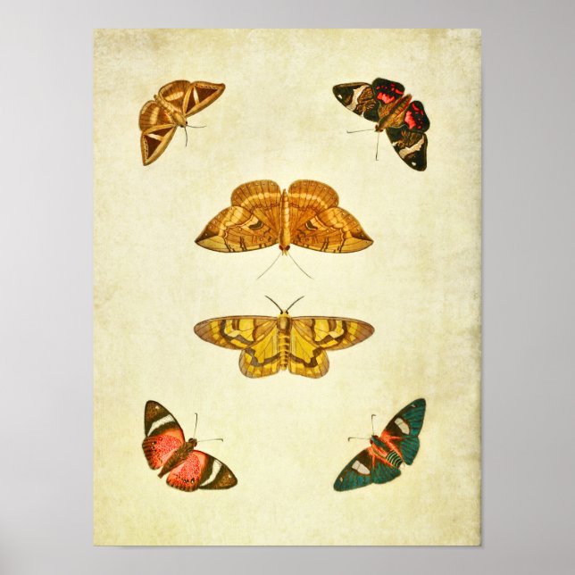 Papillon vintage Impression 227 (Devant)