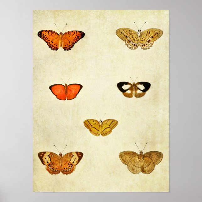Papillon vintage Impression 238 (Devant)