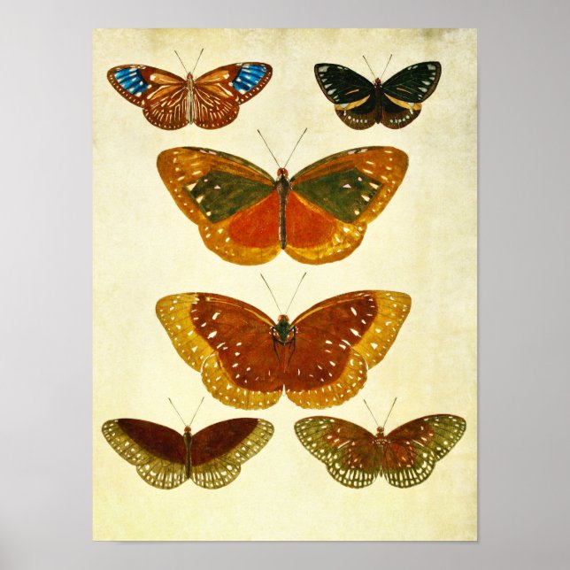 Papillon vintage Impression 266 (Devant)