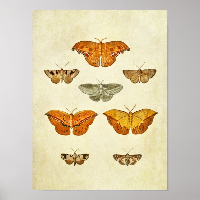 Papillon vintage Impression 272 (Devant)