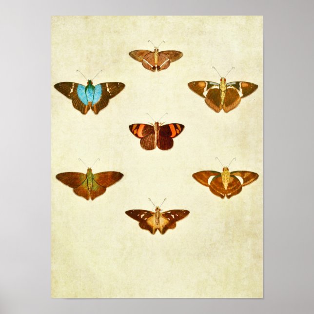 Papillon vintage Impression 284 (Devant)