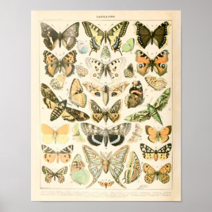 Papillon vintage - Poster Adolphe Millot