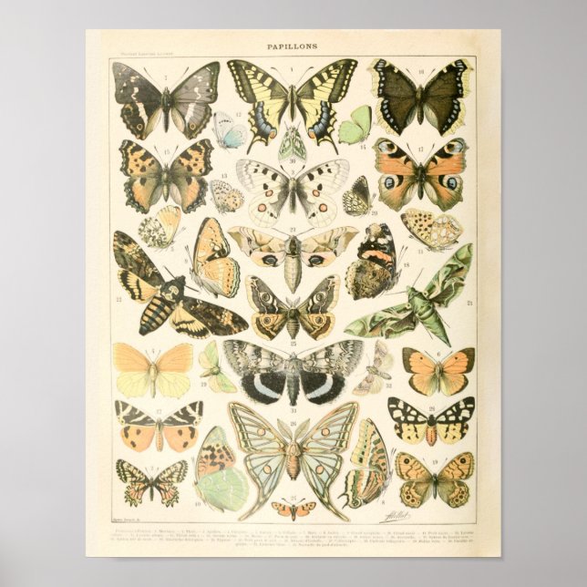 Papillon vintage - Poster Adolphe Millot (Devant)
