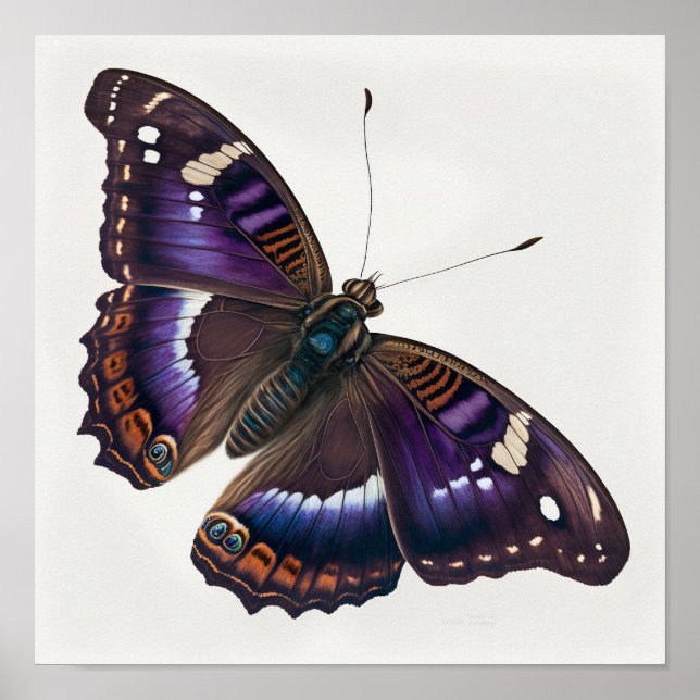 Papillon violet Empereur Art Imprimer Poster (Devant)