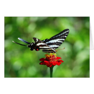 Papillon Zebra Swallowtail