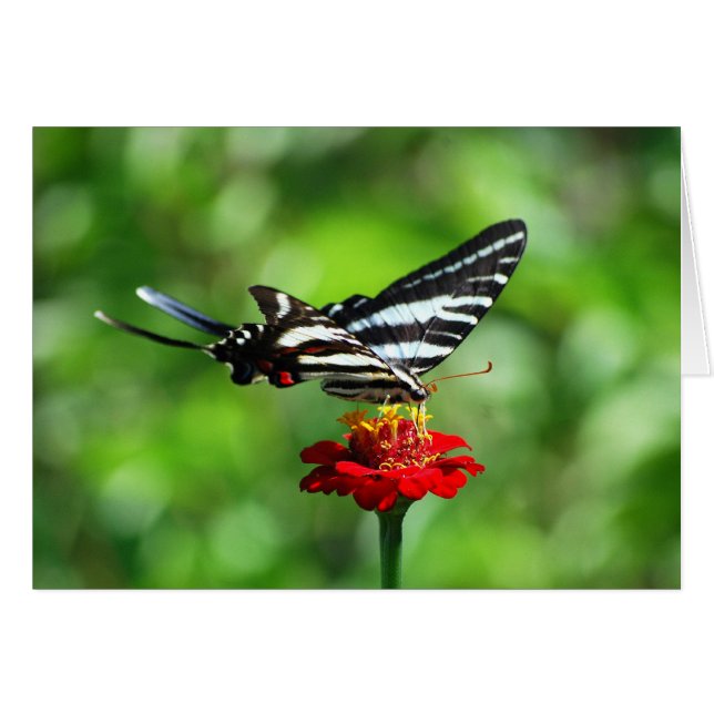 Papillon Zebra Swallowtail (Devant horizontal)