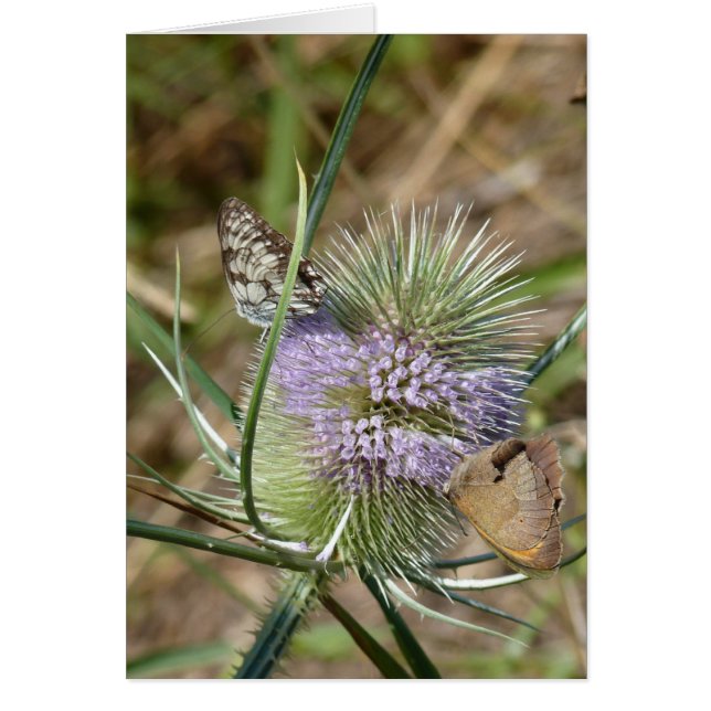 Papillons (Devant)