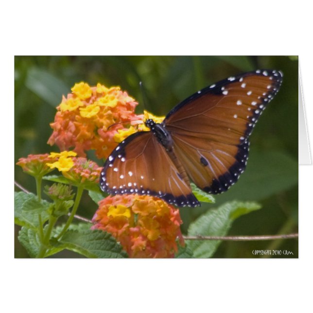 Papillons 033 (Devant Horizontal)