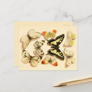 Papillons 3 Cartes postales de dessin Vintage