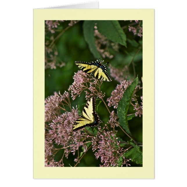 Papillons à queue de tigre sur Joe Pye Weed (Devant)