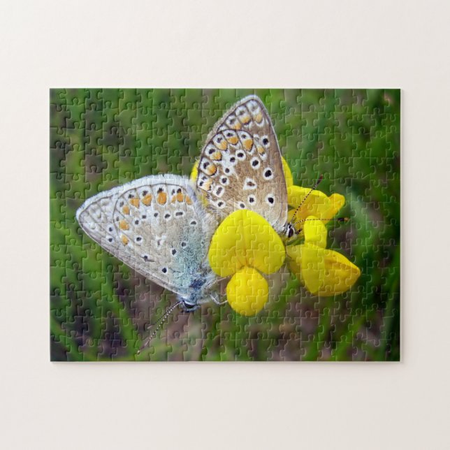 Papillons bleus communs Puzzle photo avec boîte ca (Horizontal)