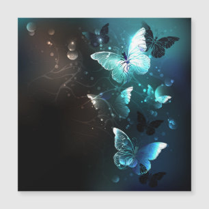 Papillons de nuit