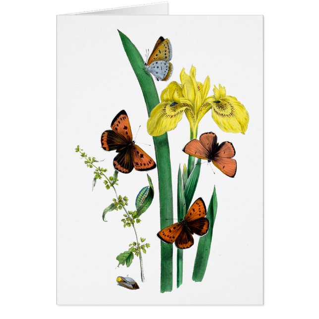 Papillons et Iris Jaune (Devant)