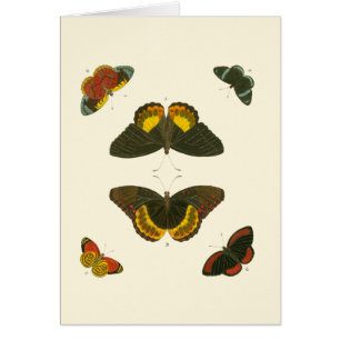 Papillons lumineux par Pieter Cramer