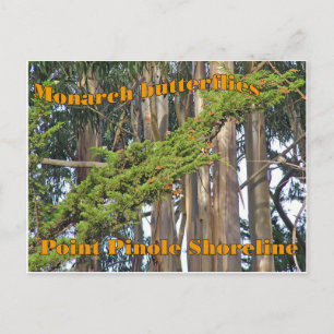 Papillons Monarque à Point Pinole - Carte postale